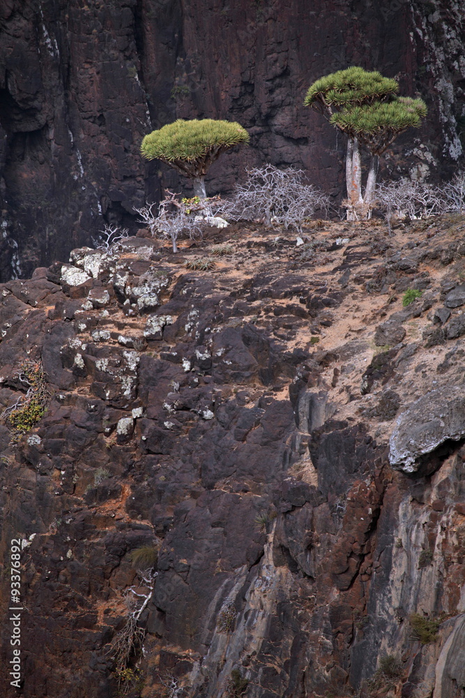 Fototapeta premium Dragon tree - Dracaena cinnabari - Dragon's blood - endemic tree from Soqotra, Yemen 