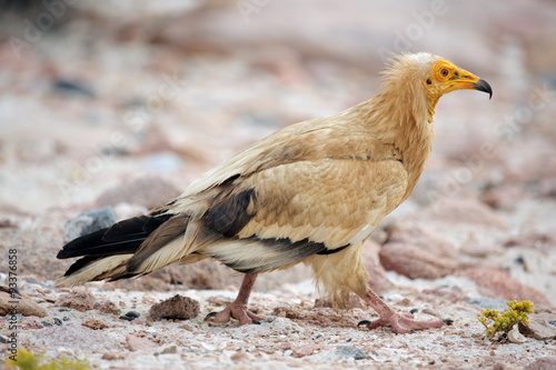 Egyptian Vulture  Neophron percnopterus   Socotra island  