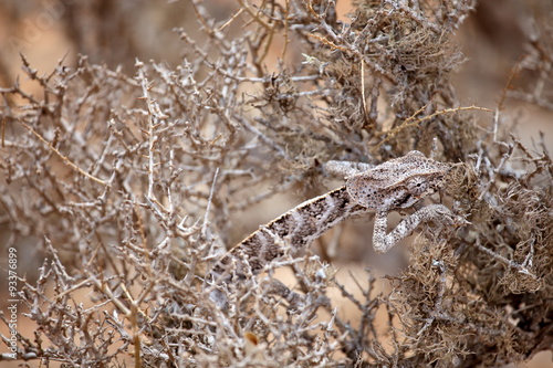 Chameleon hiding in bush - Socotra island, Yemen 