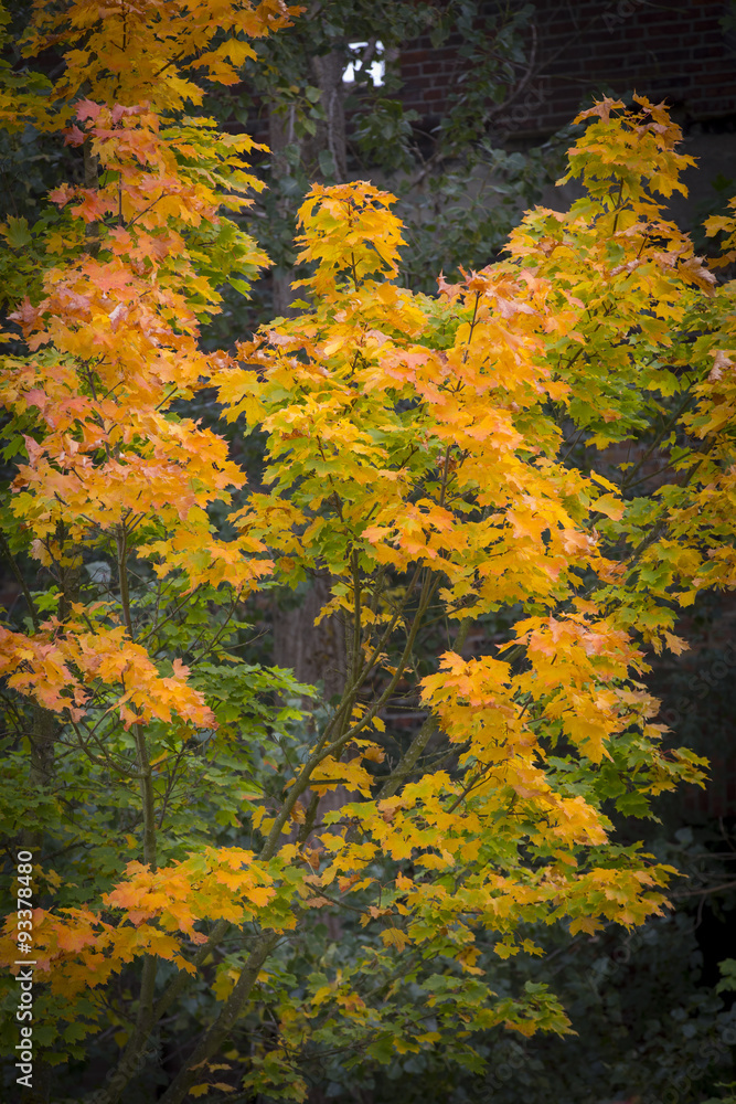 Herbst, herbstlich gefärbte Blätter auf Baum vor Ruine