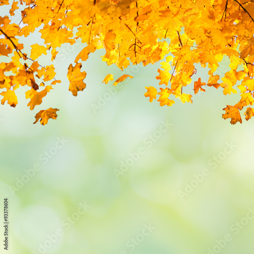 Golden  yellow and orange leaves
