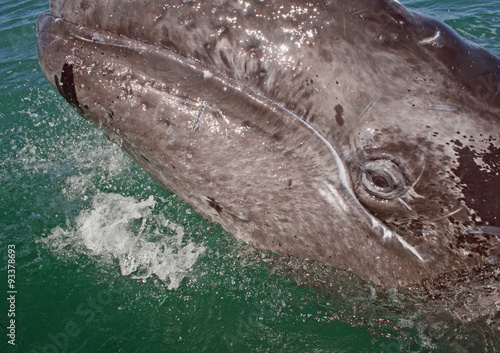 Foto Gray whale calf investigating a small boat in a lagoon, Baja, Mexico