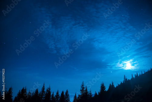 Forest of pine trees under moon and blue dark night sky