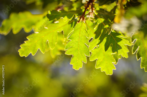 Fresh green oak leaves on a blurred background