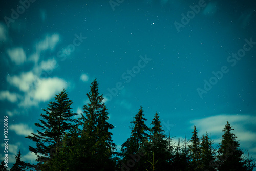 Big pine trees under blue night sky
