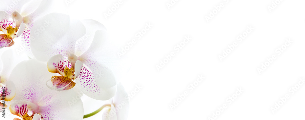 Fototapeta premium Orchideenblüten