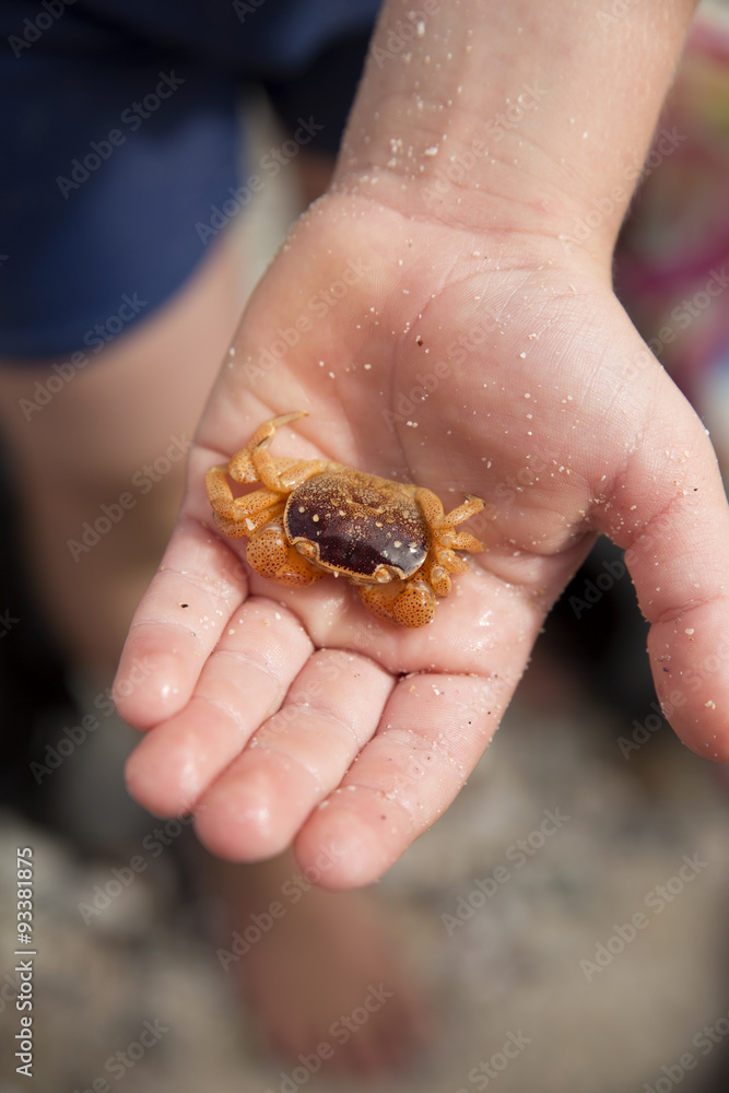 Child's hand holding out a crab found at the beach
