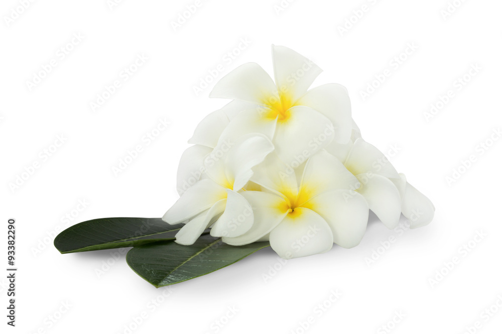 Fototapeta premium Group of Plumeria flower over a green leaves on white background