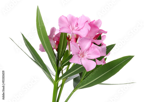 Pink Oleander photo