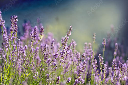 Fototapeta Naklejka Na Ścianę i Meble -  Lavender flower - Beautiful lavender flower lit by sunlight
