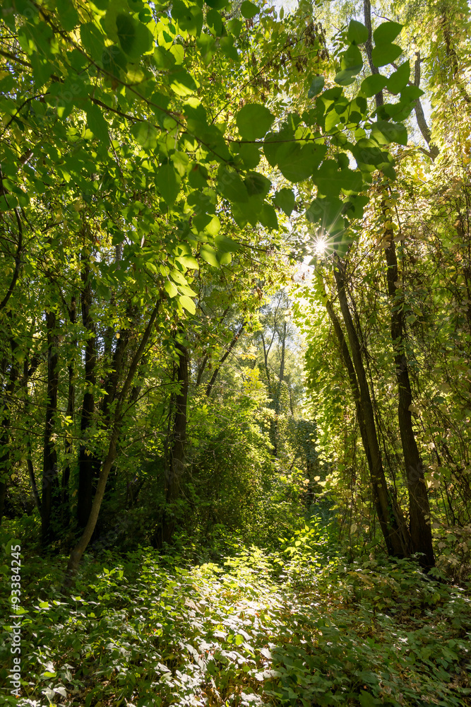 Inextricable Autumn Forest With the Sun Passing Through the Tree Leaves Inextricable Autumn Forest With the Sun Passing Through the Tree Leaves