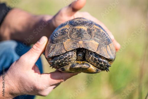 Land tortoise - testudo graeca