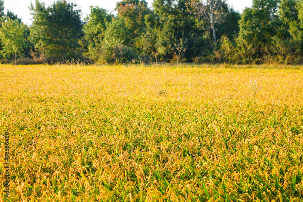 Obraz premium Paddy field