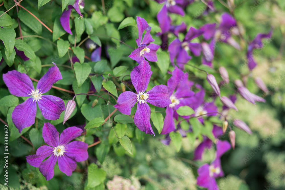 Eremophila nivea purple flowers blossom