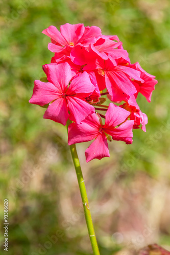 Fototapeta Naklejka Na Ścianę i Meble -  pélargonium