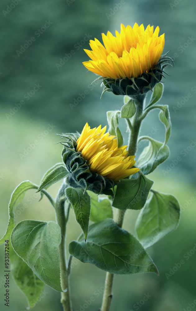 Obraz premium Słoneczniki