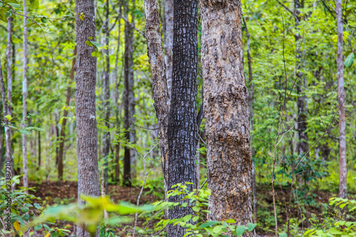 Tropical dense forest