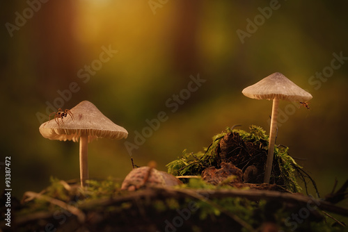 Two mushrooms in the forest