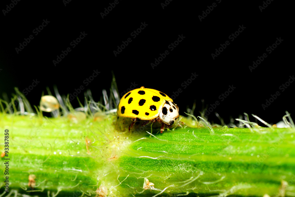 Fototapeta premium Vierzehnpunktiger Marienkäfer