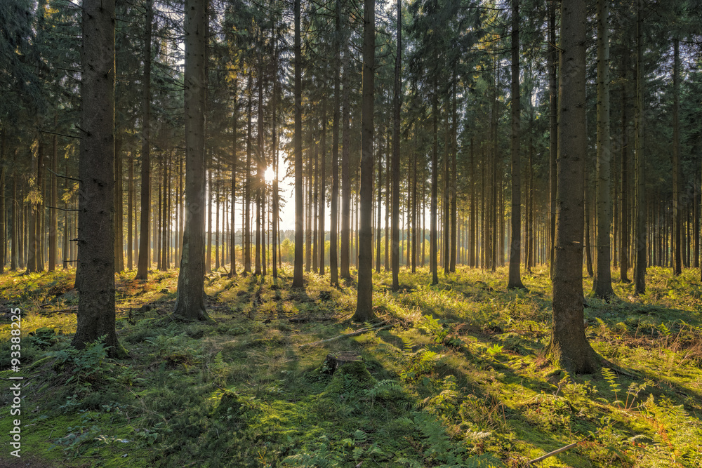 Obraz premium Zachód słońca w jodłowym lesie