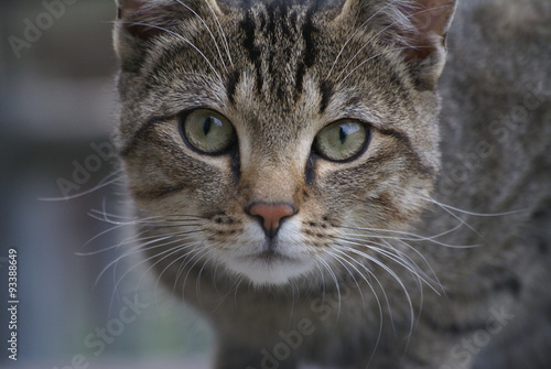 Graue Katze mit intensivem Blick © kailukask