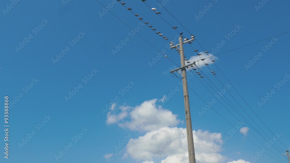 電線に留まる鳩 電線に留まる鳩