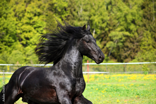 Friesian black horse with long mane in autumn background 