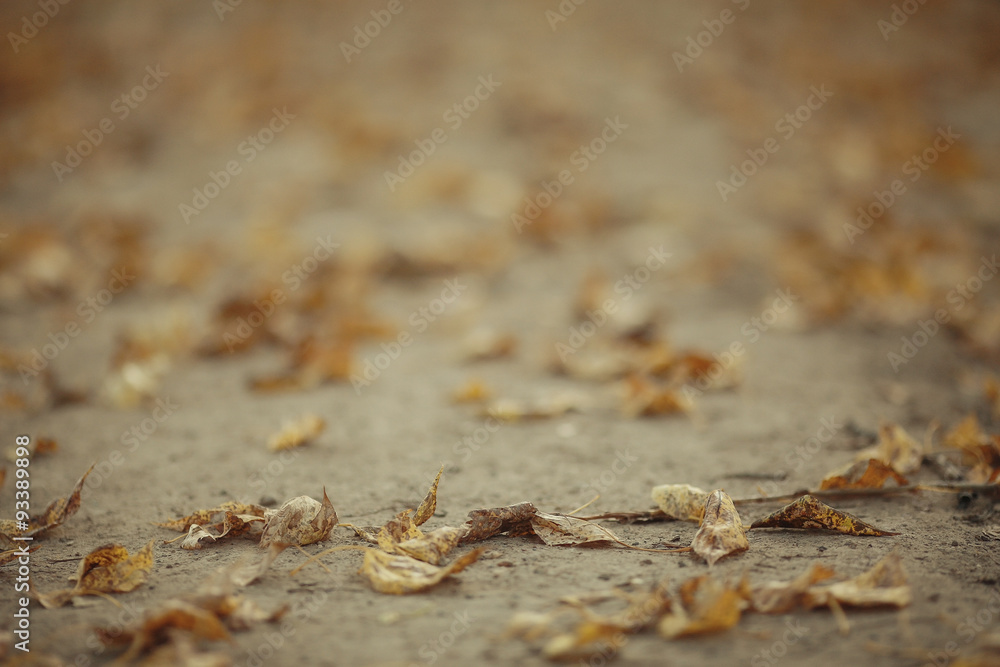 texture fallen yellow leaves texture fallen yellow leaves