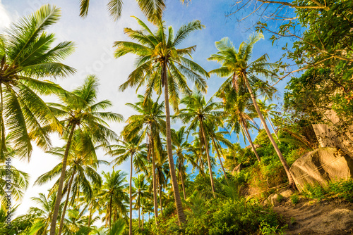 Wallpaper Mural Beautiful beach with coconut palm tree Torontodigital.ca