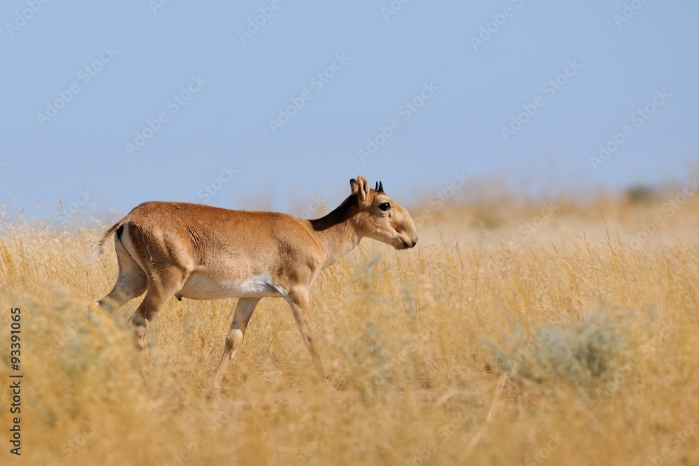 Wild young male Saiga antelope in Kalmykia steppe