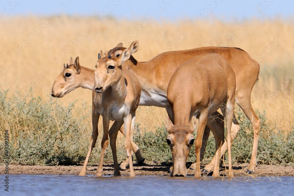 Wild Saiga antelopes in steppe near watering pond Wild Saiga antelopes in steppe near watering pond