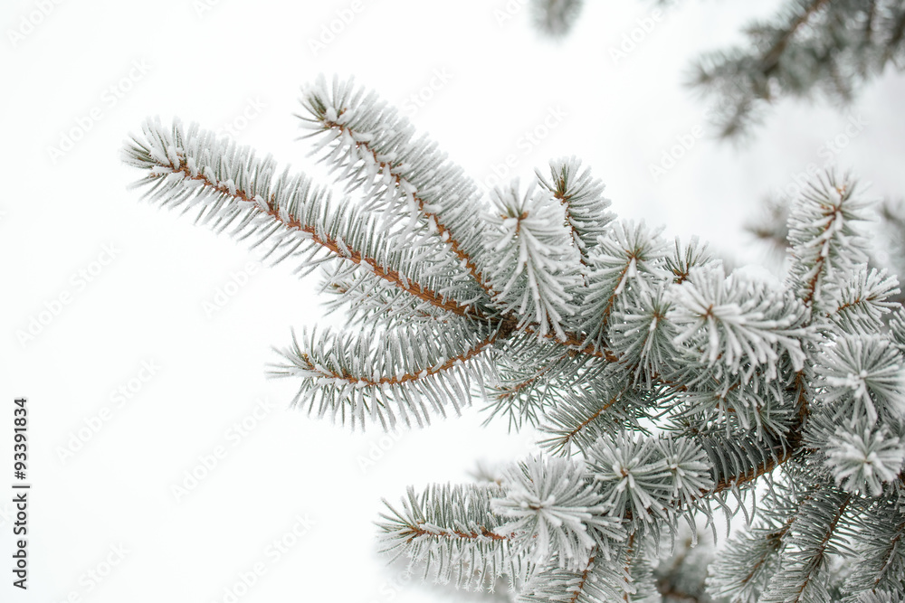 Pine branches covered with hoarfrost Pine branches covered with hoarfrost