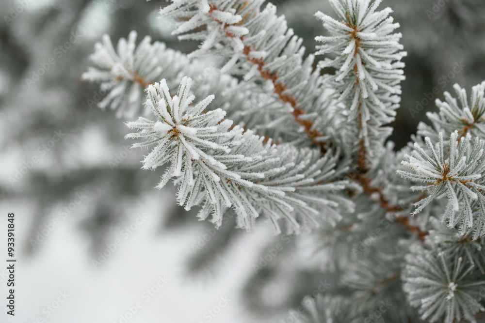 Pine branches covered with hoarfrost Pine branches covered with hoarfrost