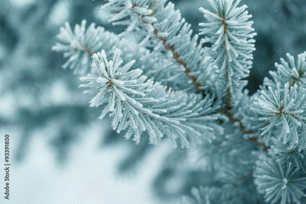 Pine branches covered with hoarfrost Pine branches covered with hoarfrost