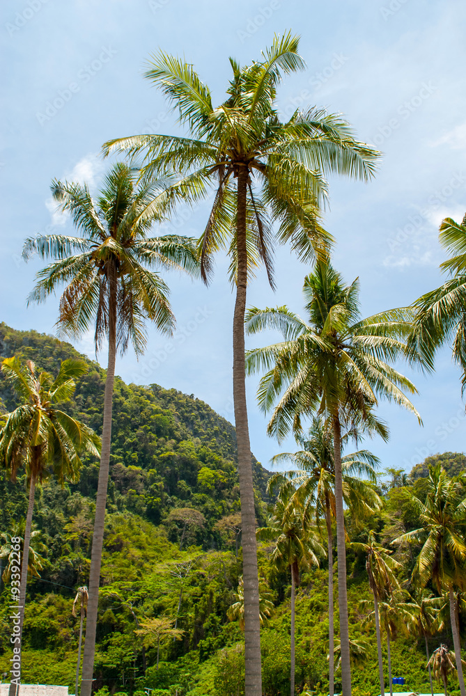 Naklejka premium Palm trees crowns