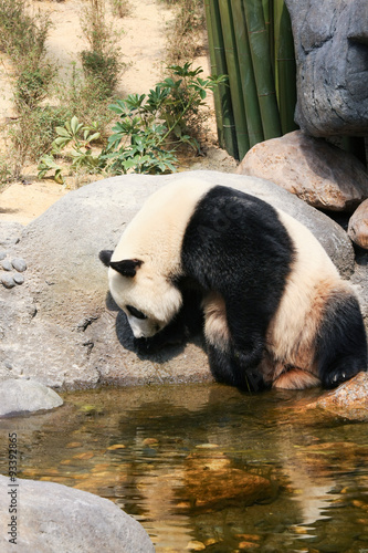 Panda near water