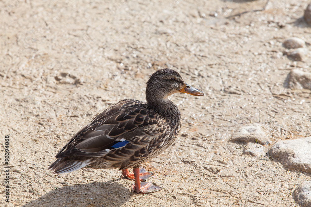 Duck on a black lake Durmitor National Park Duck on a black lake Durmitor National Park