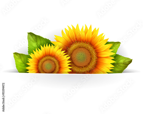 Banner floral background or card template with blooming sunflowers, vector background