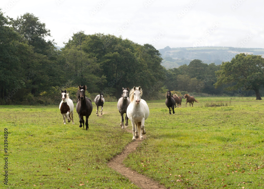 Group of horses running in a green field 