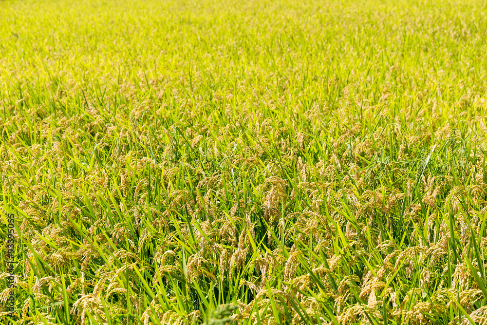 Rice meadow