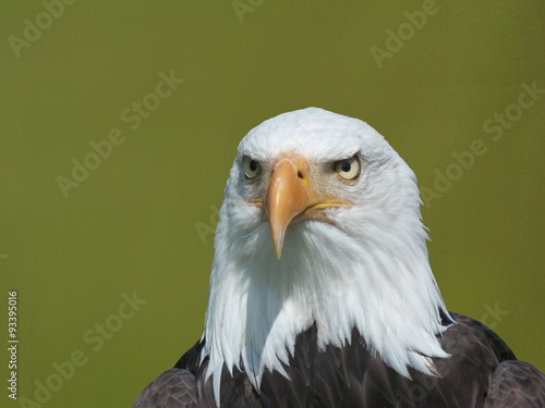 Weißkopfseeadler