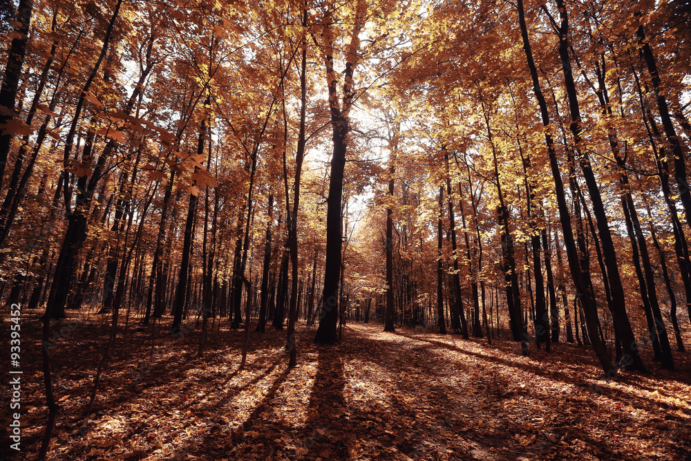 Fototapeta premium concept autumn in city