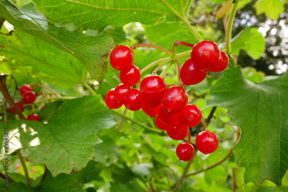 Guelder Rose Berries Guelder Rose Berries