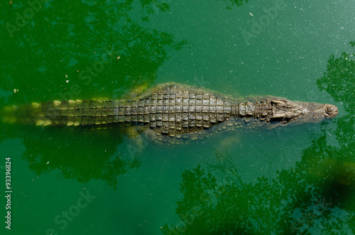 Crocodile floating in the water view from the top