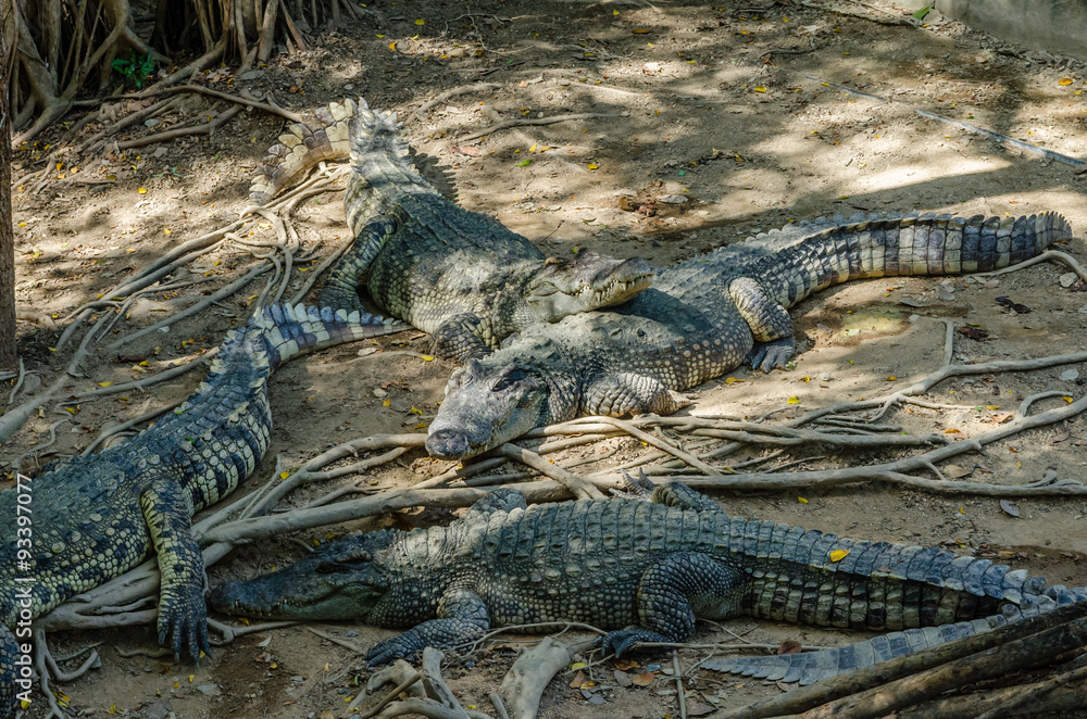 Many crocodiles are sunbathing