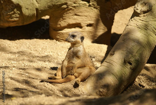 sitzendes Erdmännchen 