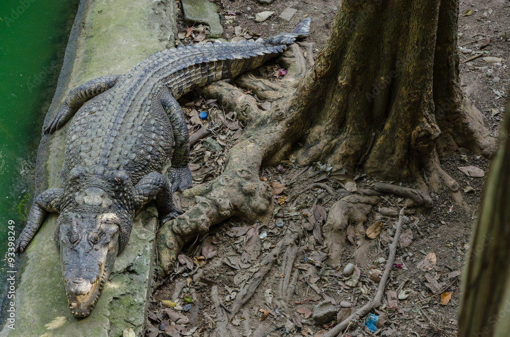 Obraz premium Crocodile sunbathing beside a tree