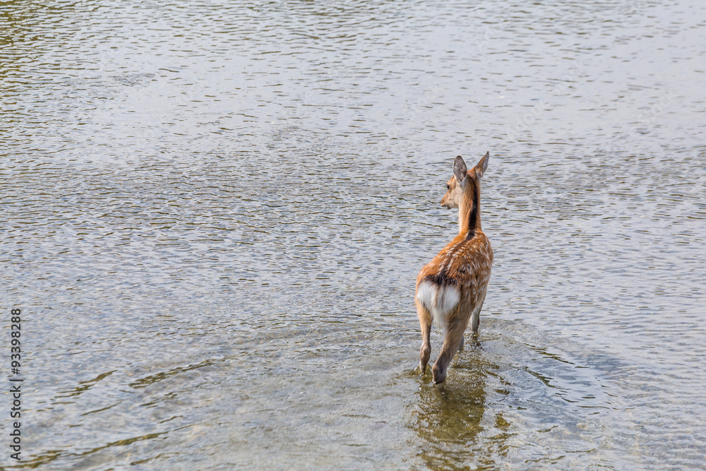 Fototapeta premium The back of the deer in the lake