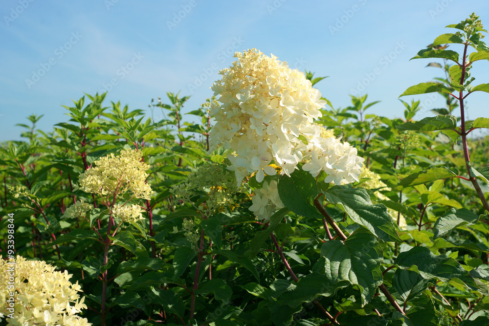 Fototapeta premium Hydrangea paniculata Phantom in a garden