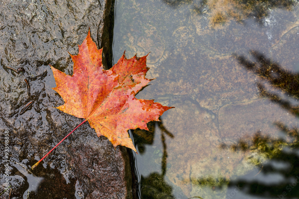 Colorful background of fallen autumn leaves Colorful background of fallen autumn leaves